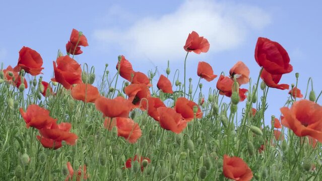 Red Poppy Flowers in wild nature on blue sky background, close-up. Beautiful wildflowers on green field in full bloom against sunlight. Wind sways poppies. Concept of Memorial Day, beauty of nature