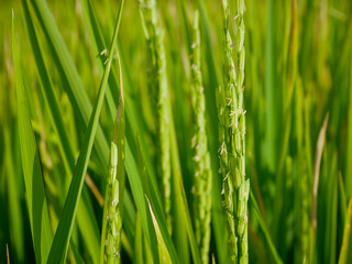 Fototapeta na wymiar Rice stalks in the vast fields important agricultural products of Thailand