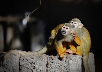 不安気に見上げるコモンリスザルたち