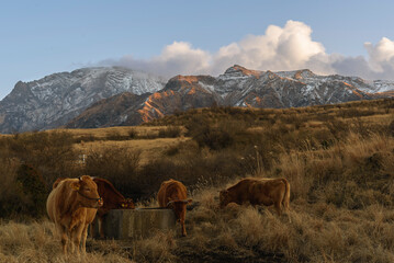 牛と雪山
