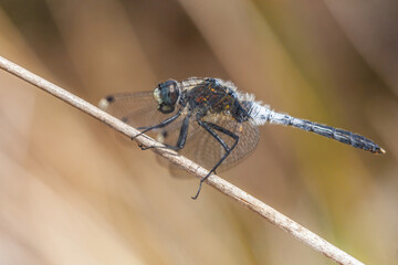 blue dragonfly on a branch, leucorrhinia albifrons
