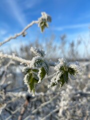 Frost überzogene Blätter