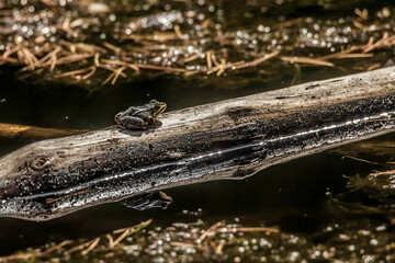 frog on the floating trunk
