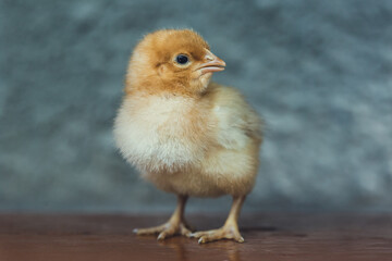 Little Newborn Chick Standing Alone on Wood Floor