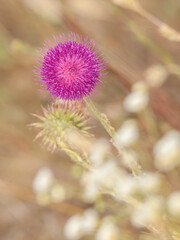 thistle flower in bloom
