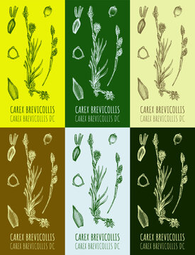 Set of vector drawings sedge parva in different colors. Hand drawn illustration. Latin name Carex brevicollis .

