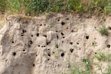 bee-eaters nesting colony
