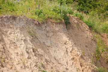 bee-eater lying out of a nest