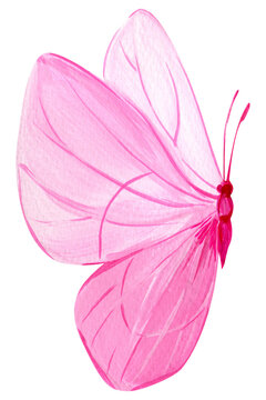 Bright pink butterfly on isolated white background, acrylic painting art