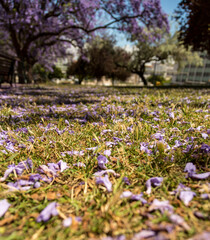 Obraz premium The bright, purple colored Jacaranda tree (Jacaranda mimosifolia) is in full bloom in Lisbon, Portugal 