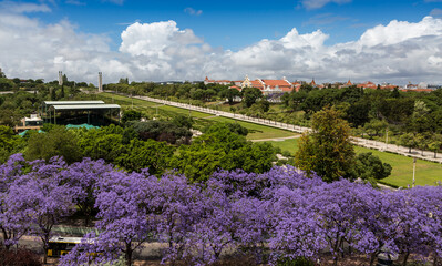 The bright, purple colored Jacaranda tree (Jacaranda mimosifolia) is in full bloom in Lisbon,...