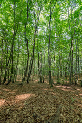 Fototapeta na wymiar Beautiful forest landscape from Fusea in Friuli Venezia Giulia, Italy