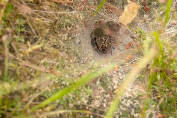 Agelena, labyrinthica on the net