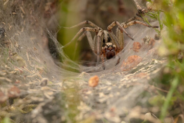 spider on a web, Agelena labyrinthica