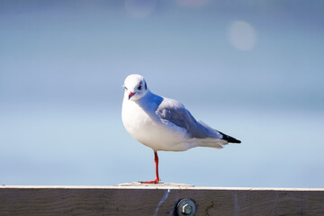 Seagull at the Steinhude Sea. Water bird. Larinae.
