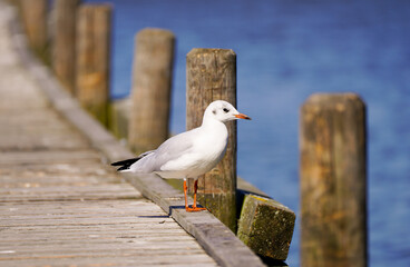 Seagull at the Steinhude Sea. Water bird. Larinae.
