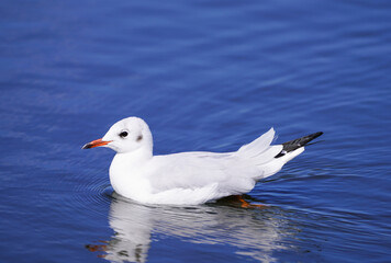Seagull at the Steinhude Sea. Water bird. Larinae.
