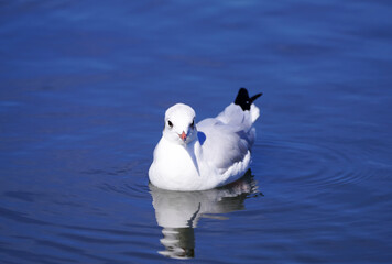 Seagull at the Steinhude Sea. Water bird. Larinae.
