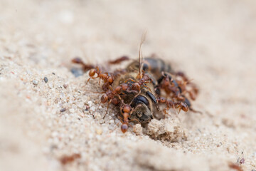 dying bee
