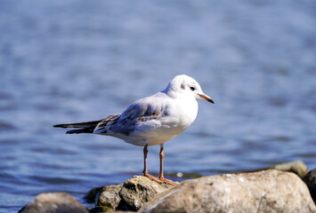 Seagull at the Steinhude Sea. Water bird. Larinae.

