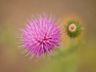 thistle flower in bloom