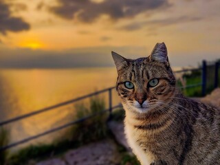 Cat and sunset