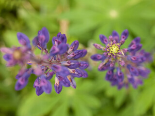 lupine flowers in the field