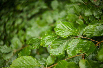 leaves after the rain