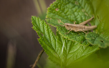 grasshopper on a leaf