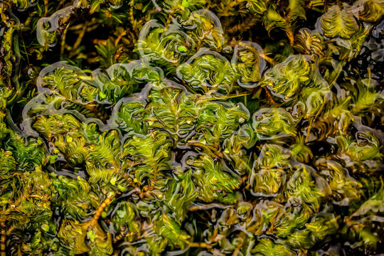 Fischkraut, Groenlandia densa, Dichtlaichkraut, Dichtbl&auml;ttriges, Laichkraut, Dichtes Laichkraut