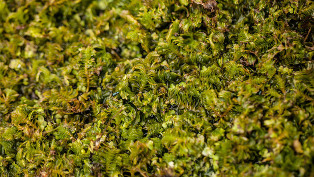 opposite-leaved pondweed, groenlandia densa