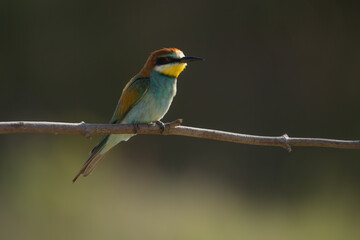 bee-eater, merops apiaster