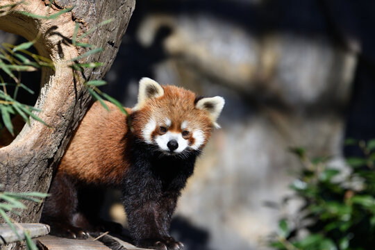木の上のレッサーパンダ