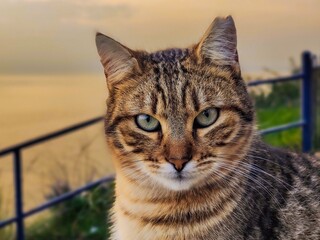 Cat eyes