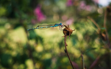 Dragonfly on a plant