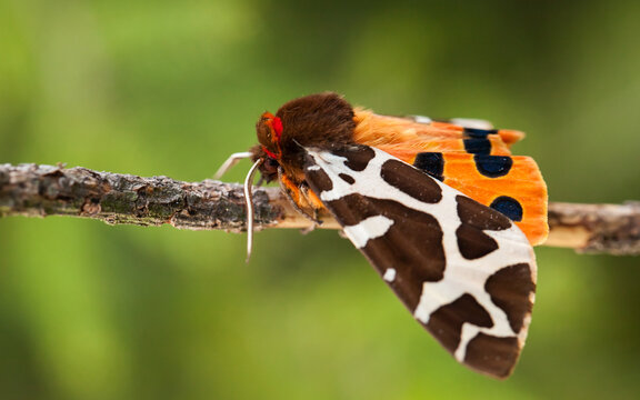moth on a branch, garden tiger moth, Arctia caja