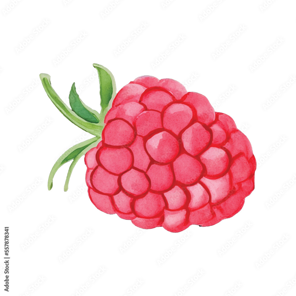 Wall mural raspberry hand drawn with watercolor painting style illustration