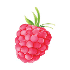 raspberry hand drawn with watercolor painting style illustration
