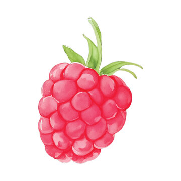 raspberry hand drawn with watercolor painting style illustration