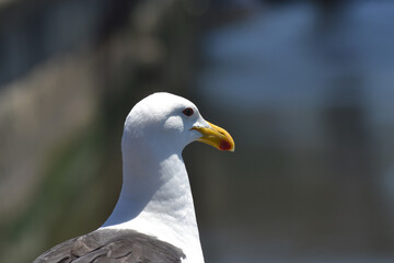 a seagull in summer on the coast of Chile