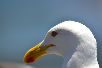 a seagull in summer on the coast of Chile