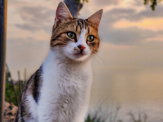 Cat looking somewhere