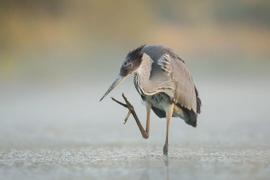 my nose itches, grey heron funny photo