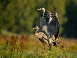 Naklejka premium crane flapping its wings, pair of cranes on a meadow