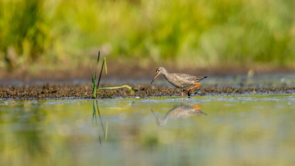 morass is a habitat for many bird species