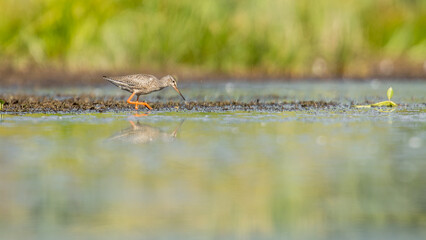 bird on a marsh, spotted redshank