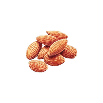 almond hand drawn with watercolor painting style illustration