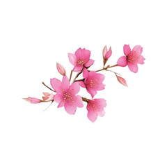 sakura flower hand drawn with watercolor painting style illustration