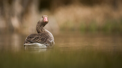 goose asking question - you talking to me? - obrazy, fototapety, plakaty