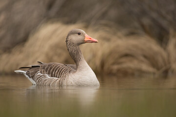 goose on the water, anser anser